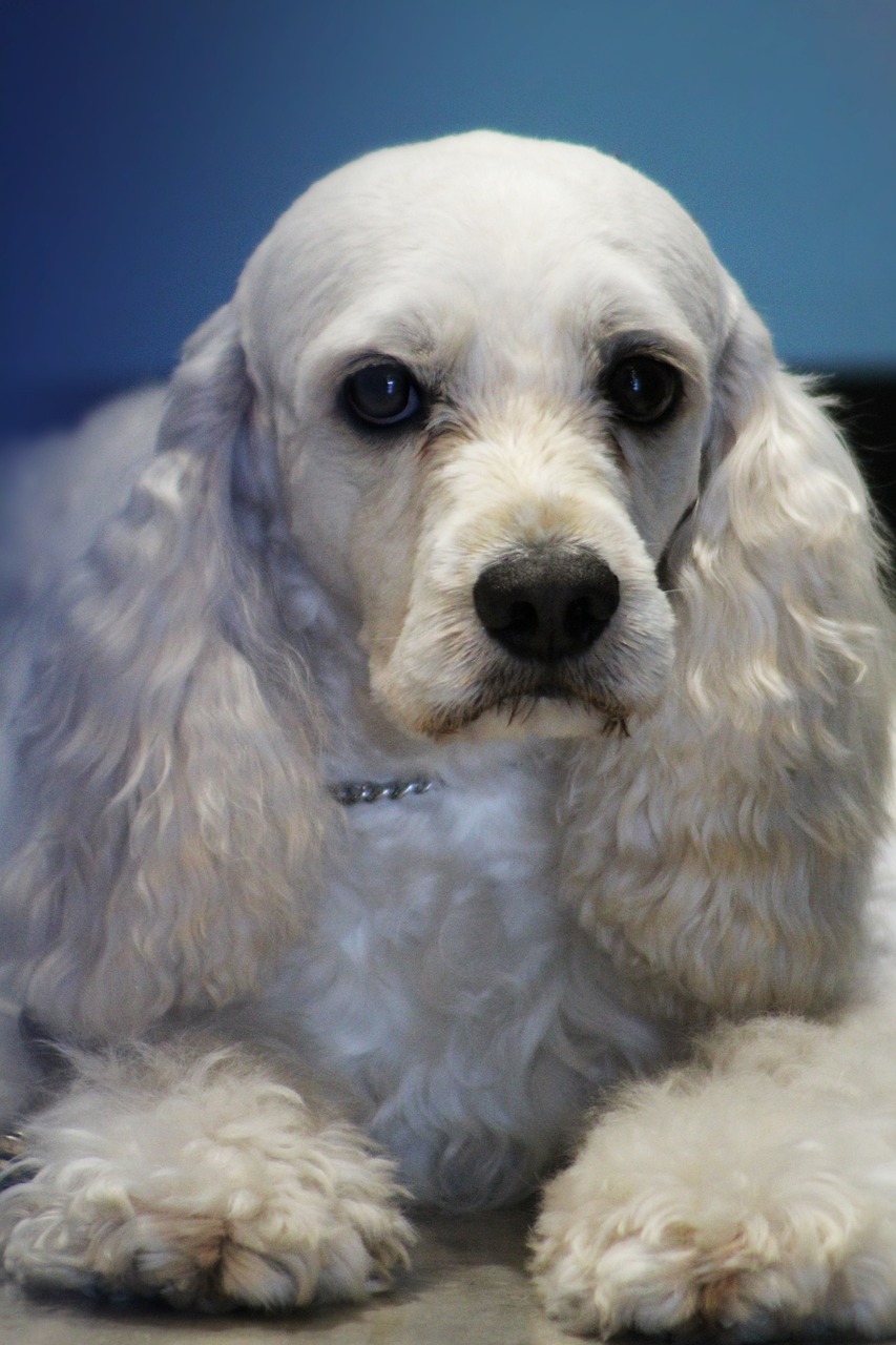 cocker spaniel, cocker, dog